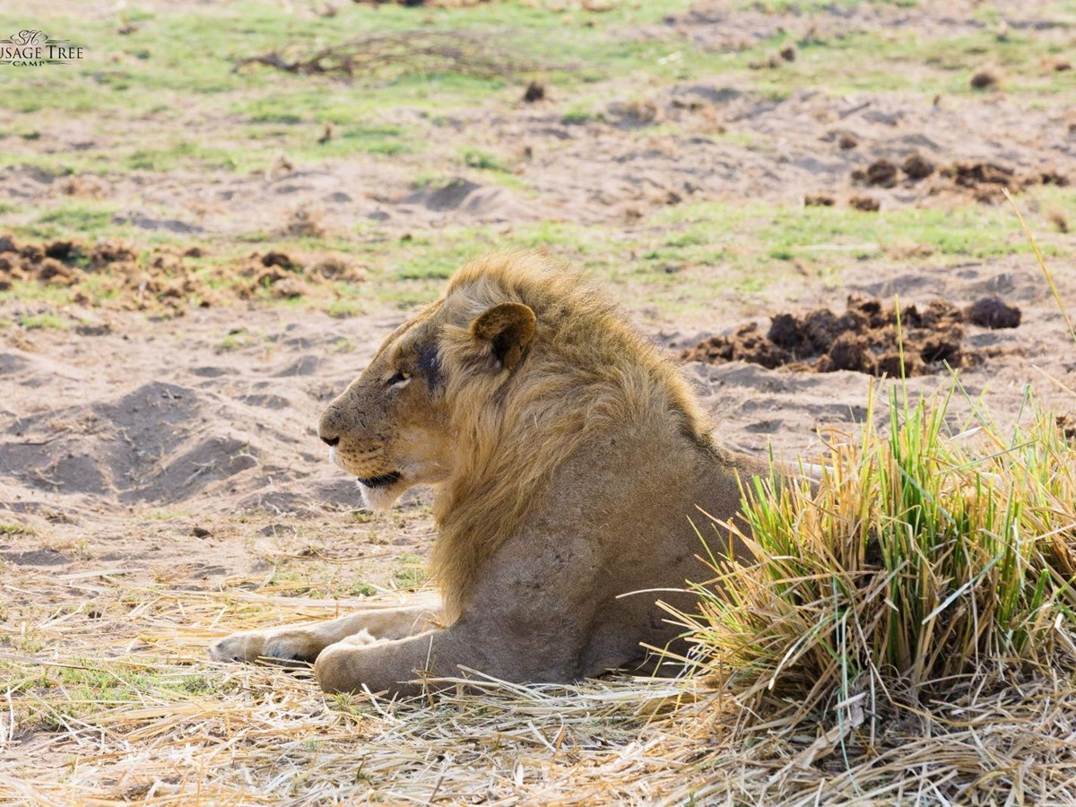 A male lion on the grounds of Potato Bush Camp on the Zambezi