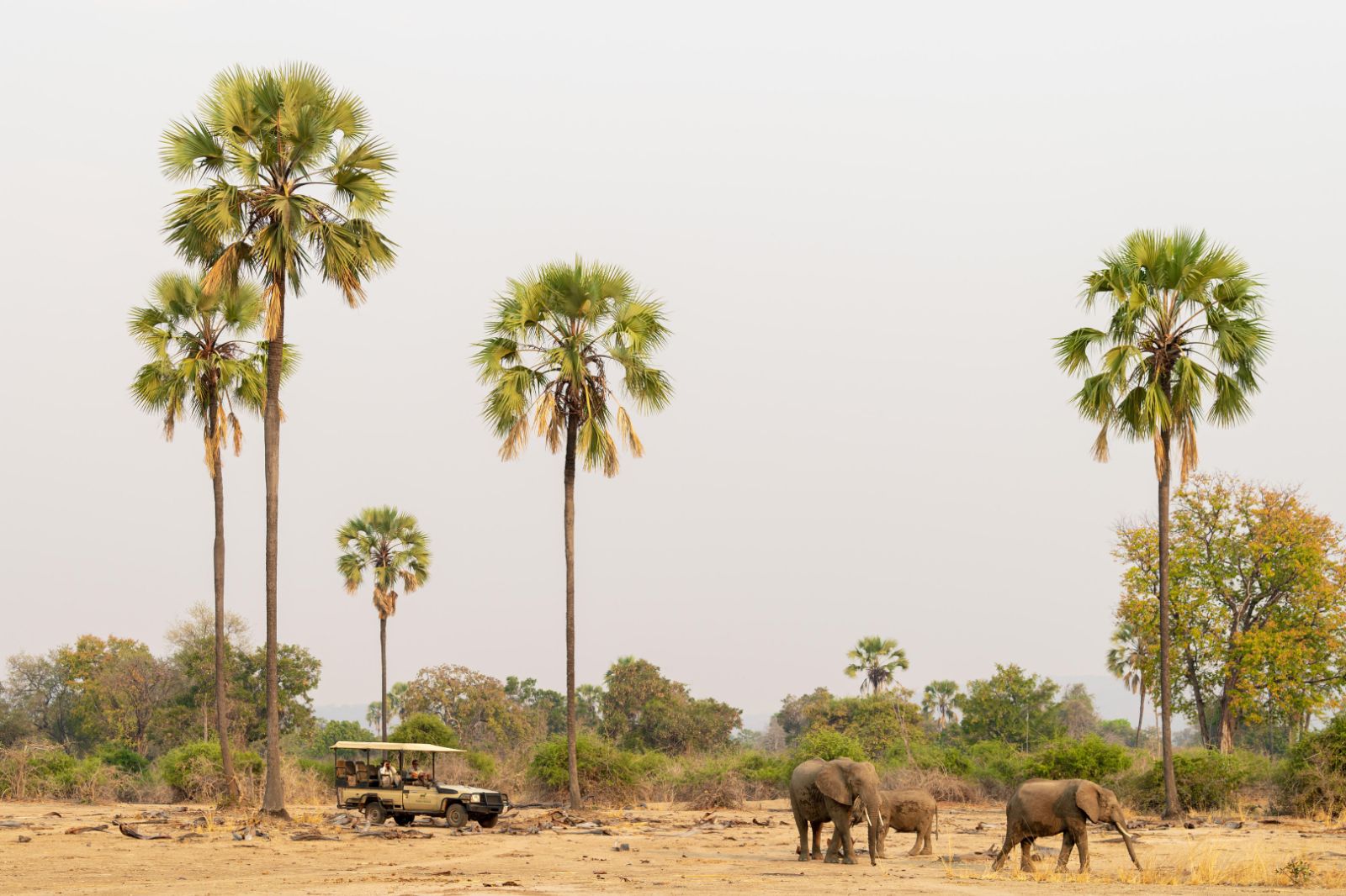 Game drive spots elephants at Puku Ridge camp in the South Luangwa National Park