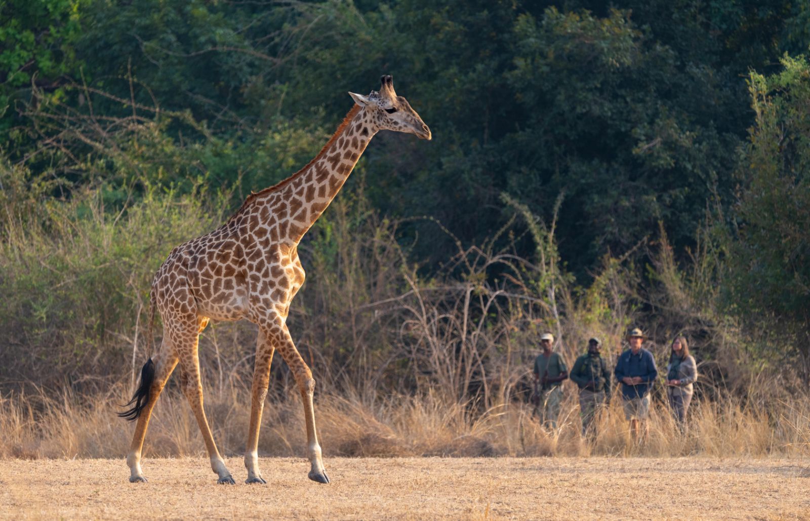 Walking safari spots giraffe at Puku Ridge camp in the South Luangwa National Park