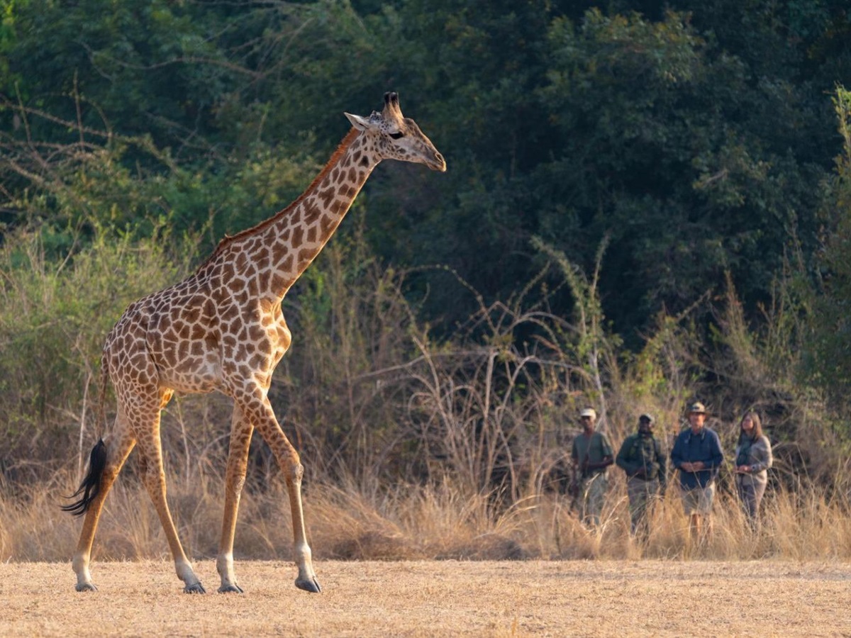 Walking safari spots giraffe at Puku Ridge camp in the South Luangwa National Park