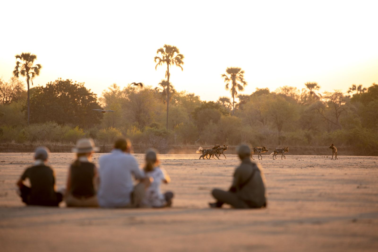 Walking safari spots wild dogs at Puku Ridge camp in the South Luangwa National Park