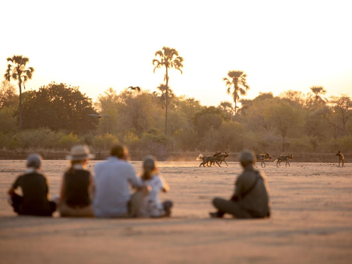 Walking safari spots wild dogs at Puku Ridge camp in the South Luangwa National Park