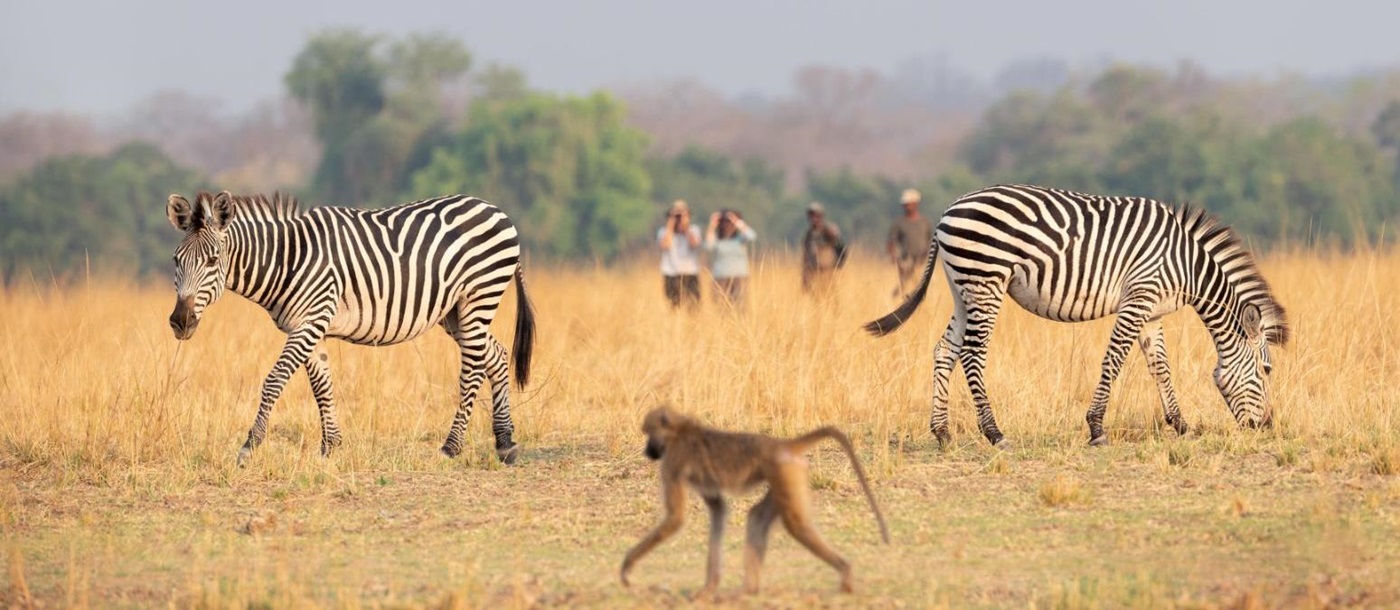 Zebra and baboon at Puku Ridge camp in the South Luangwa National Park