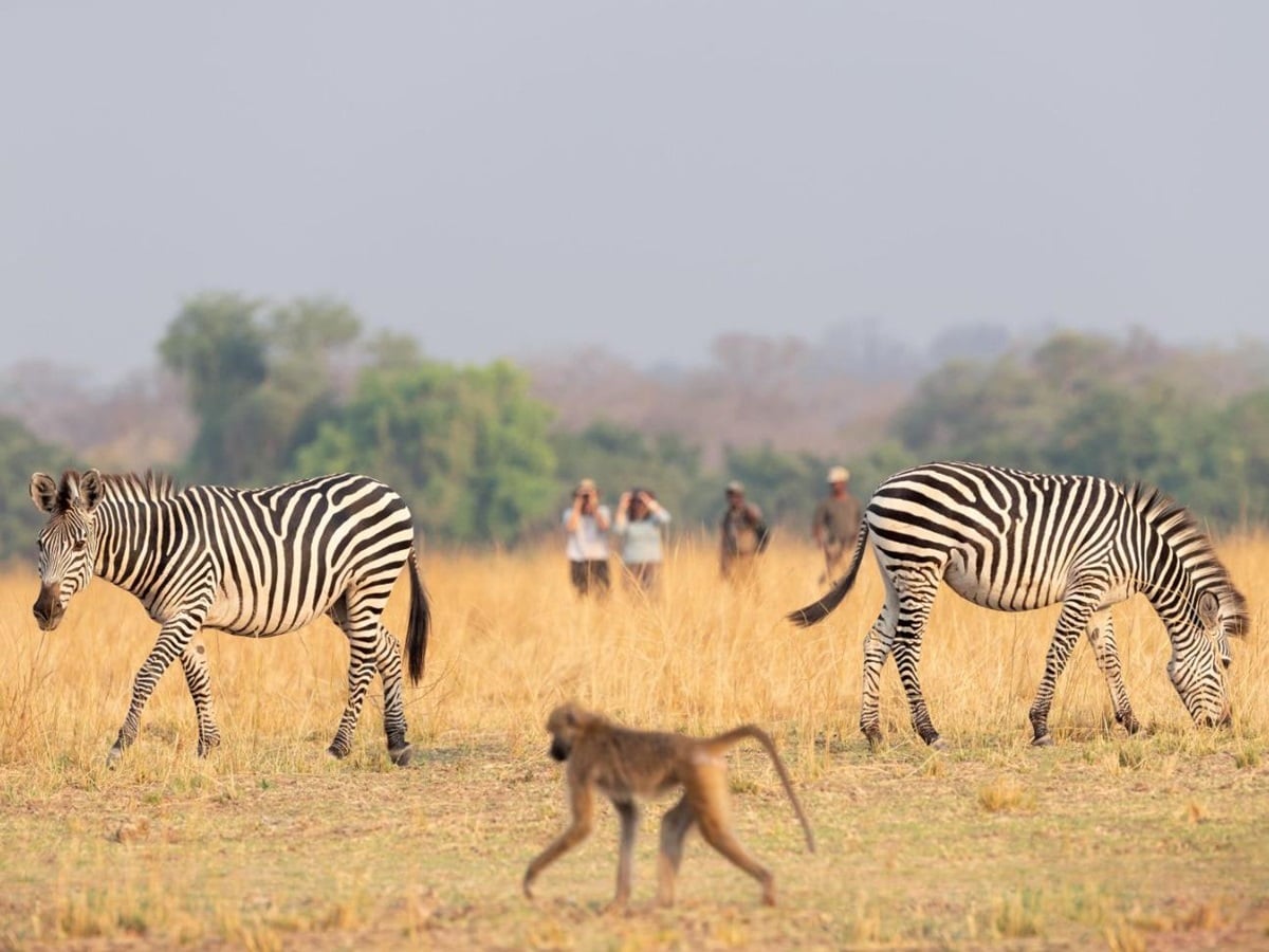 Zebra and baboon at Puku Ridge camp in the South Luangwa National Park