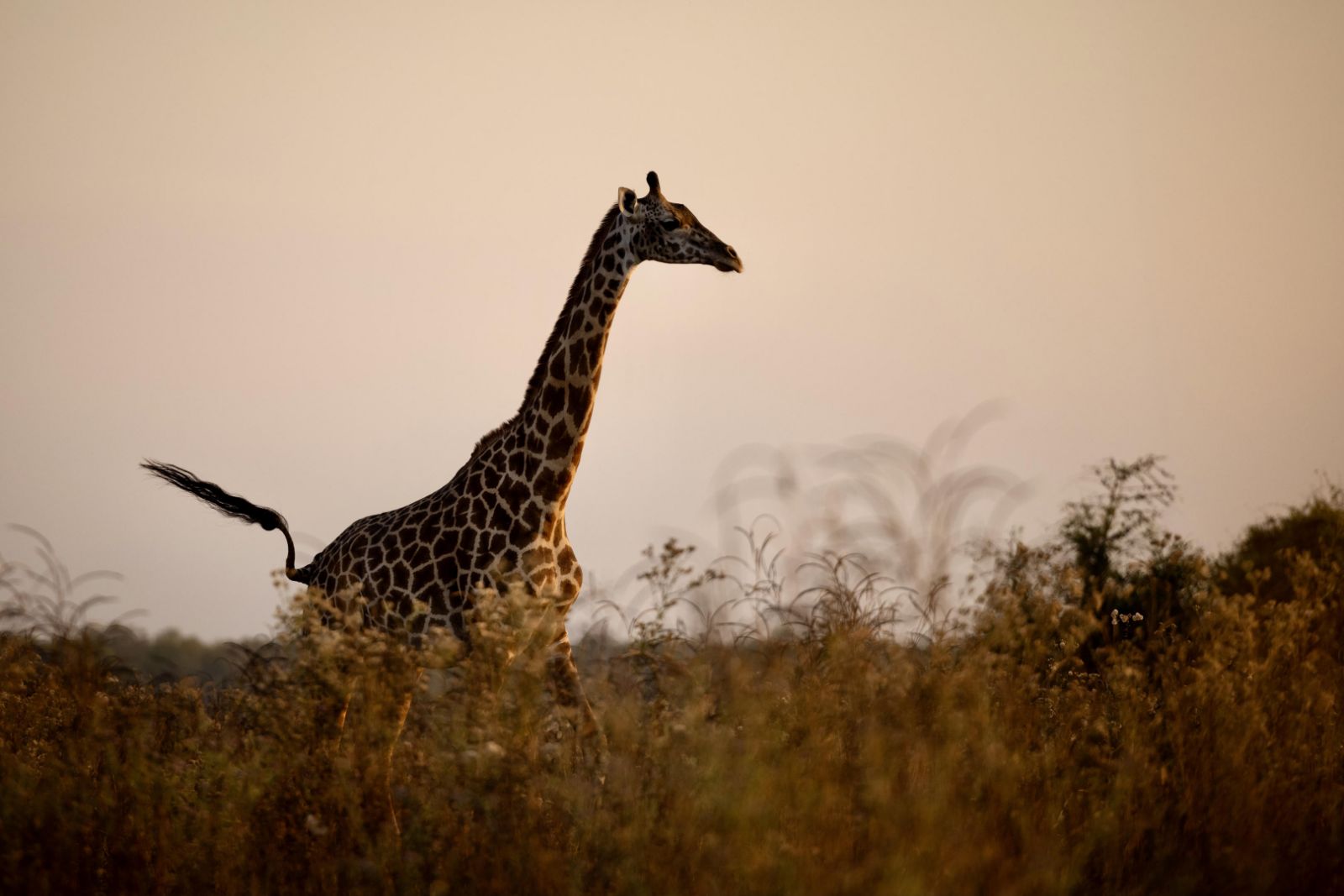 A giraffe on the grounds of Sungani camp in the South Luangwa National Park