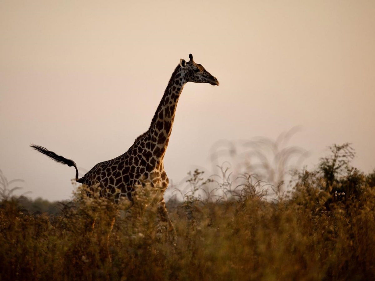 A giraffe on the grounds of Sungani camp in the South Luangwa National Park