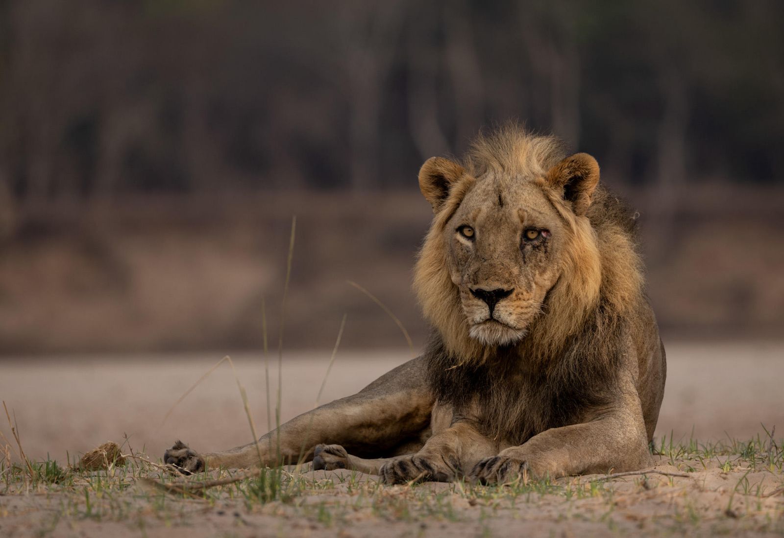 A lion on the grounds of Sungani camp in the South Luangwa National Park