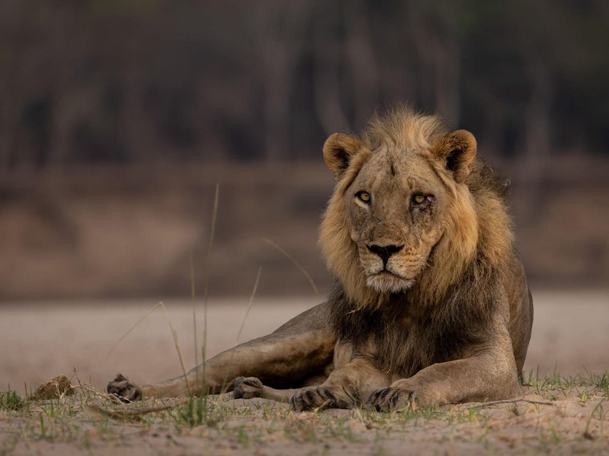 A lion on the grounds of Sungani camp in the South Luangwa National Park