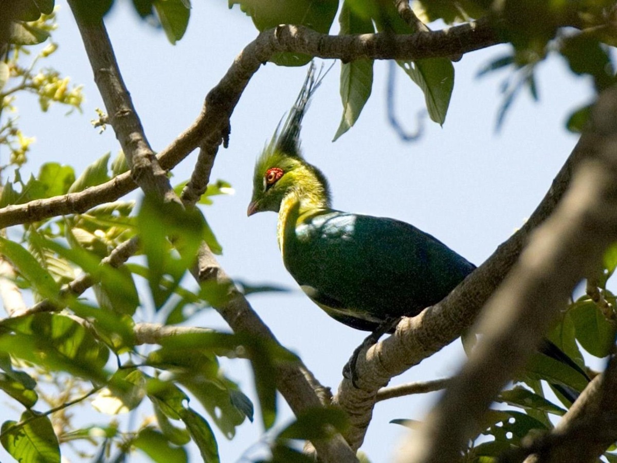 Bird watching at The River Club, Livingstone