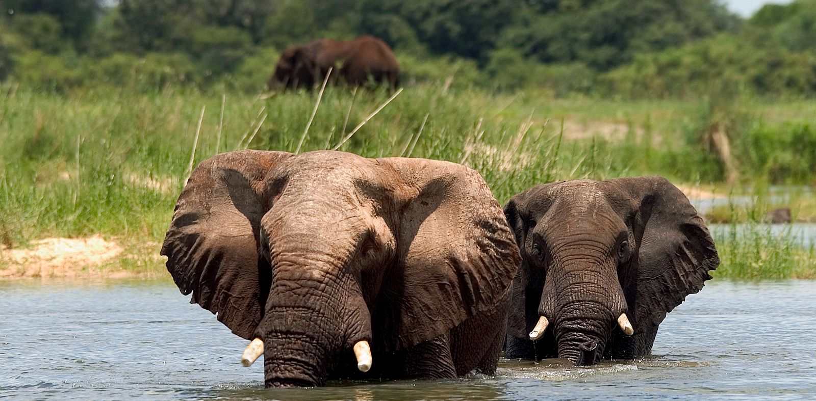 Elephants in the water at The River Club, Livingstone