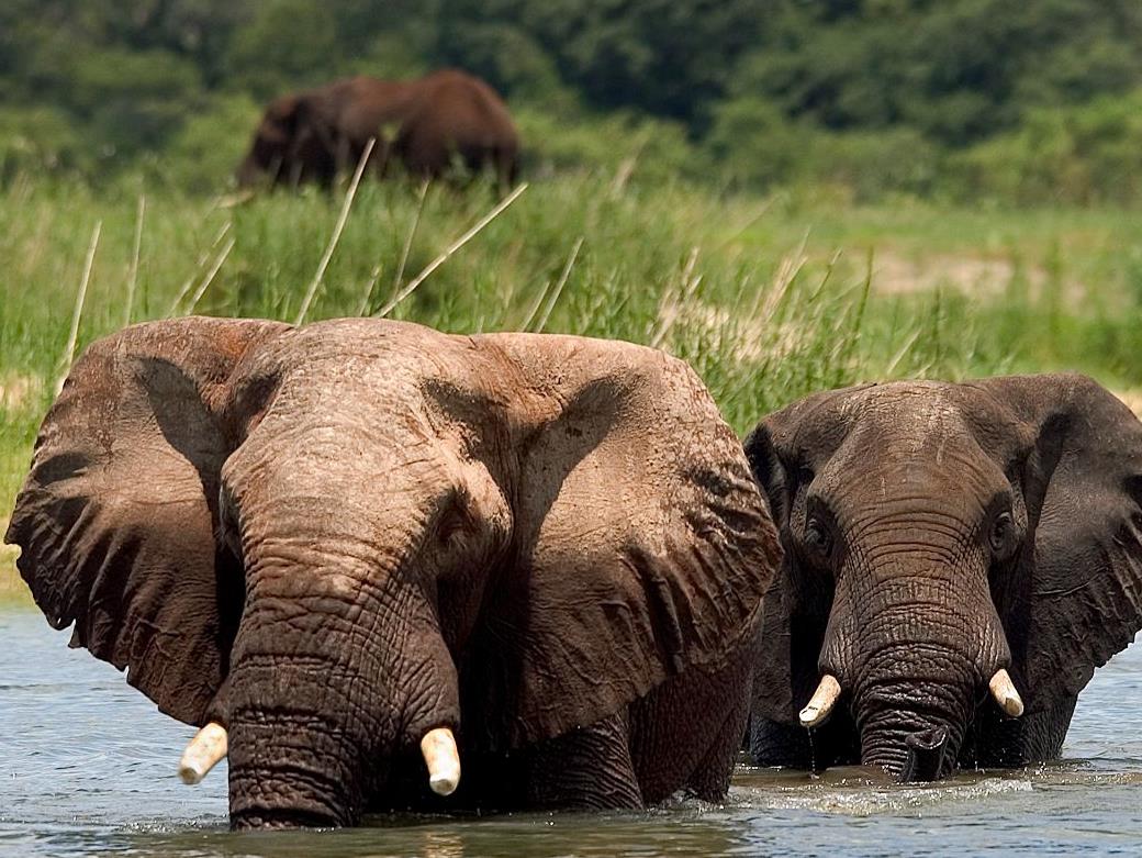 Elephants in the water at The River Club, Livingstone