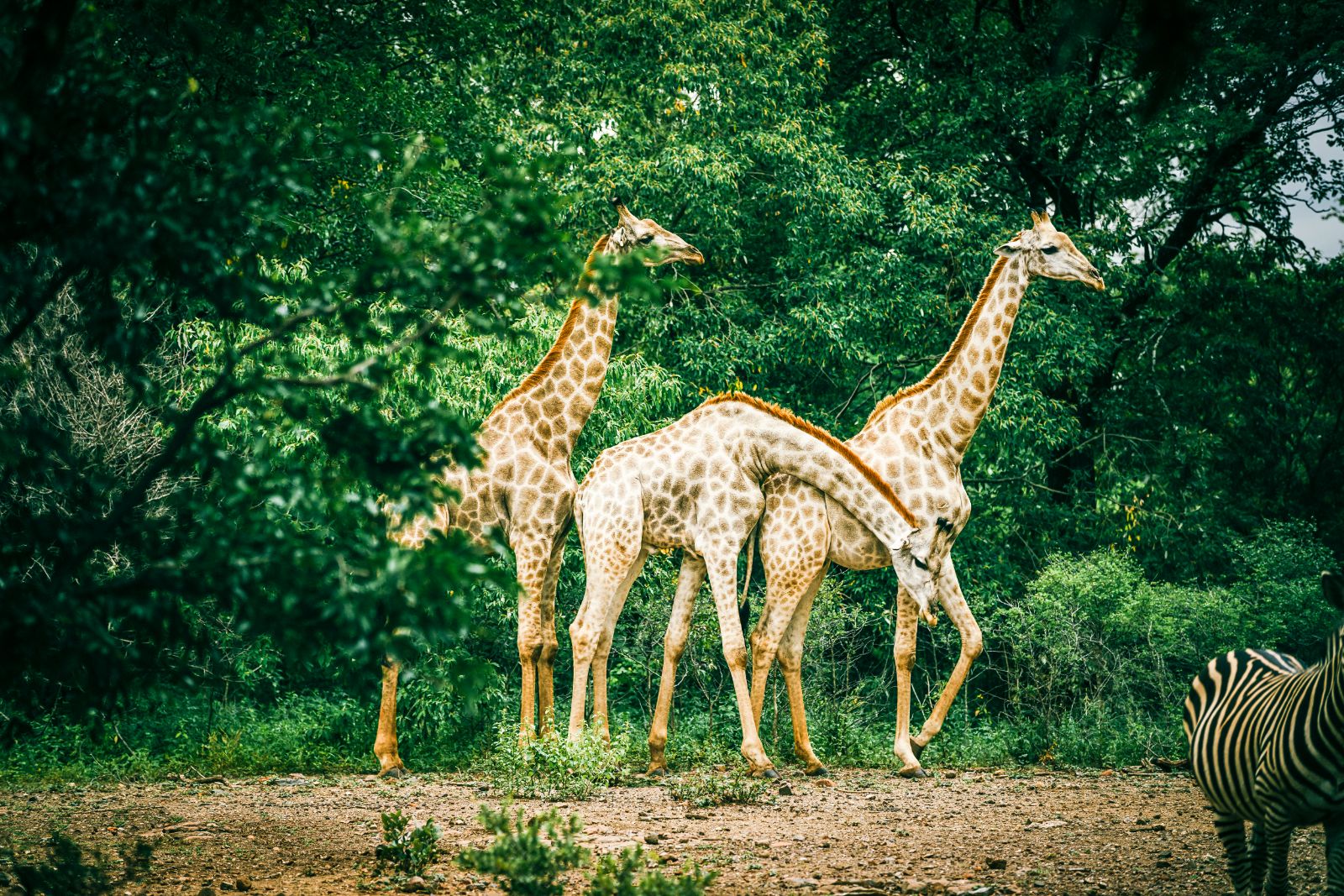 Giraffes on the grounds of The Royal Livingstone at Victoria Falls in Zambia