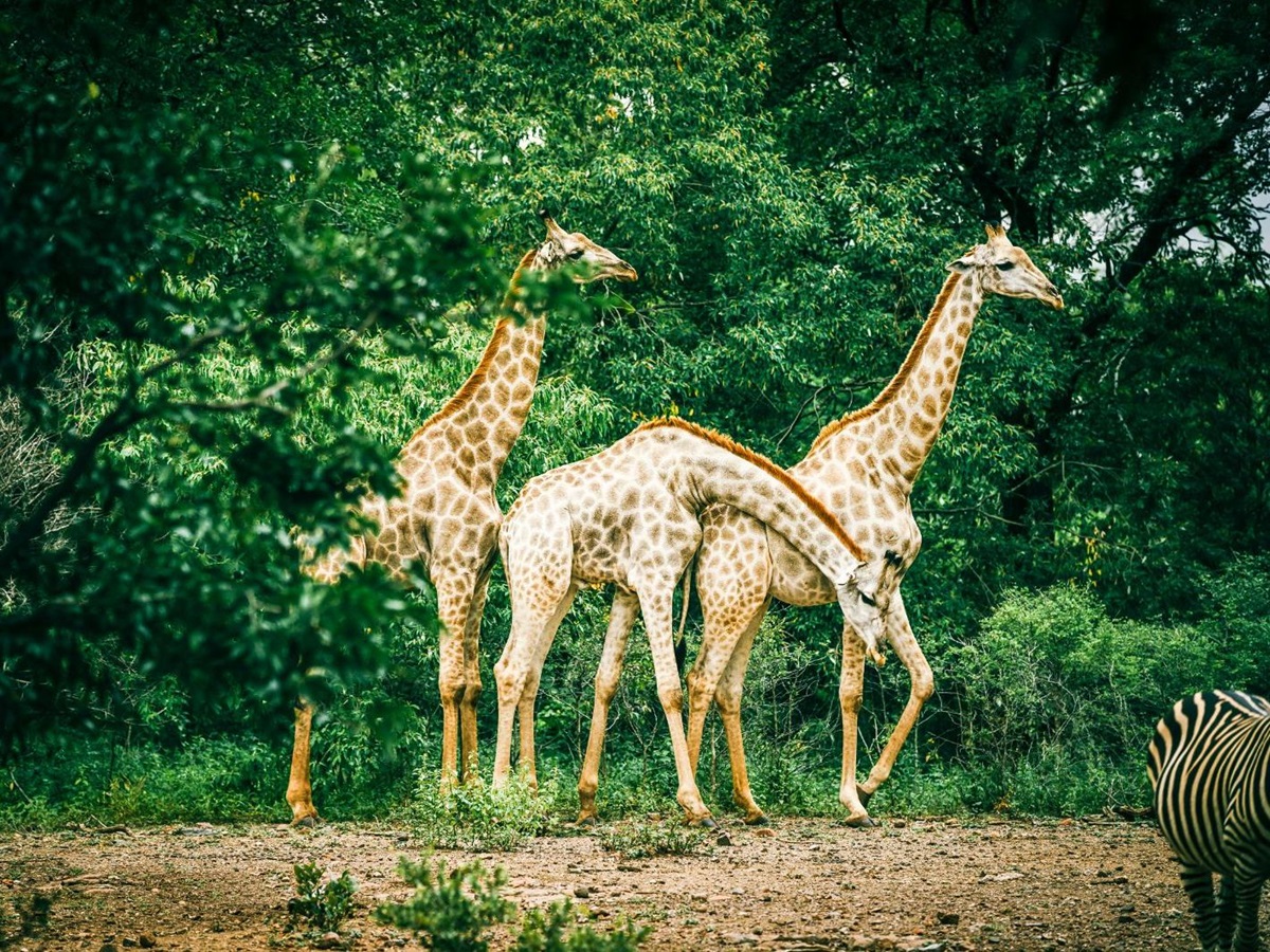 Giraffes on the grounds of The Royal Livingstone at Victoria Falls in Zambia