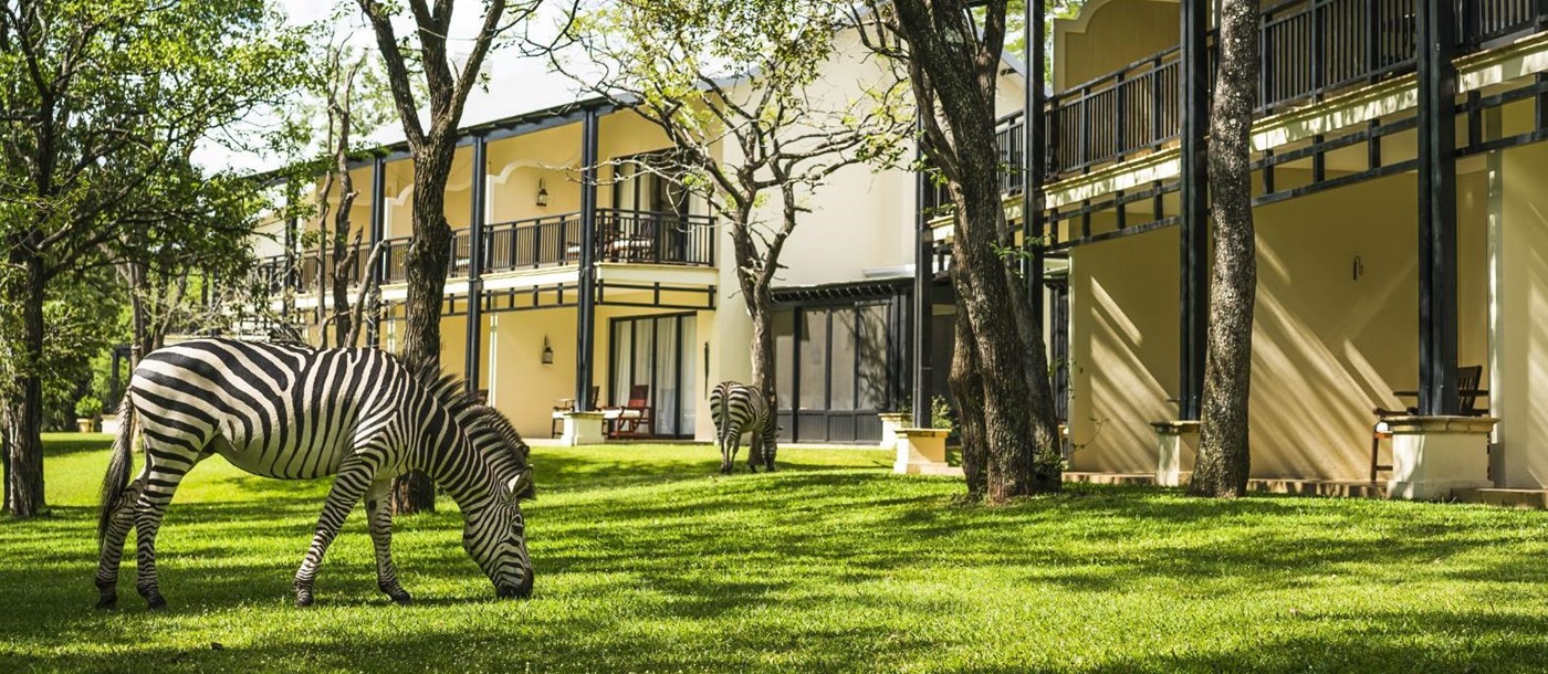 Zebras outside accommodation at The Royal Livingstone at Victoria Falls in Zambia