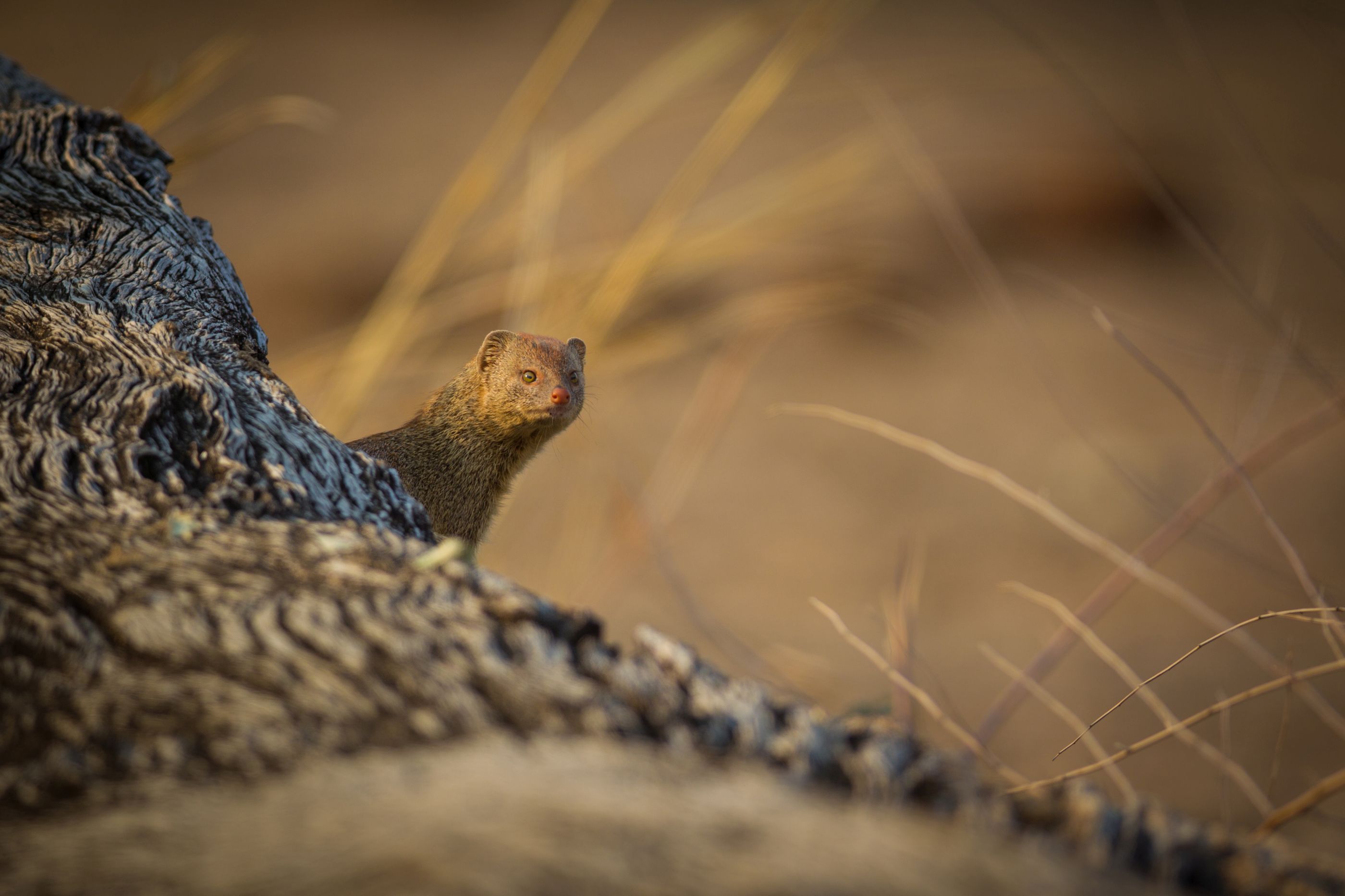 Wildlife close to Kakuli in Zambia