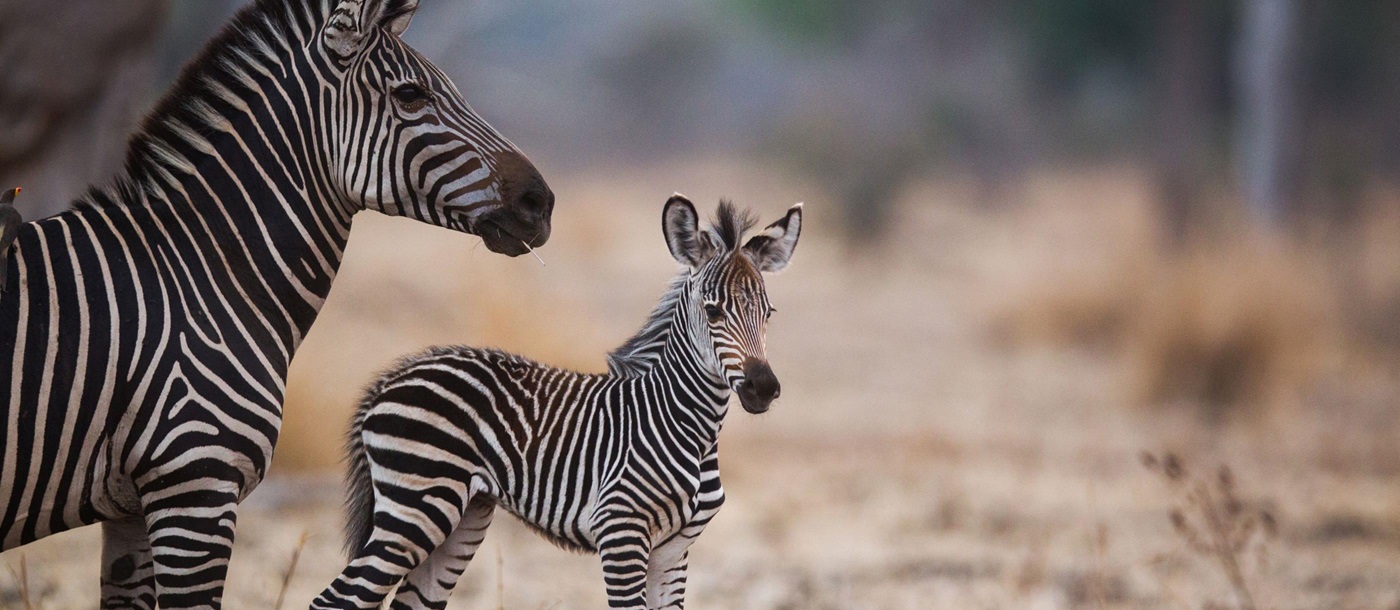 Zebra close to Kakuli in Zambia