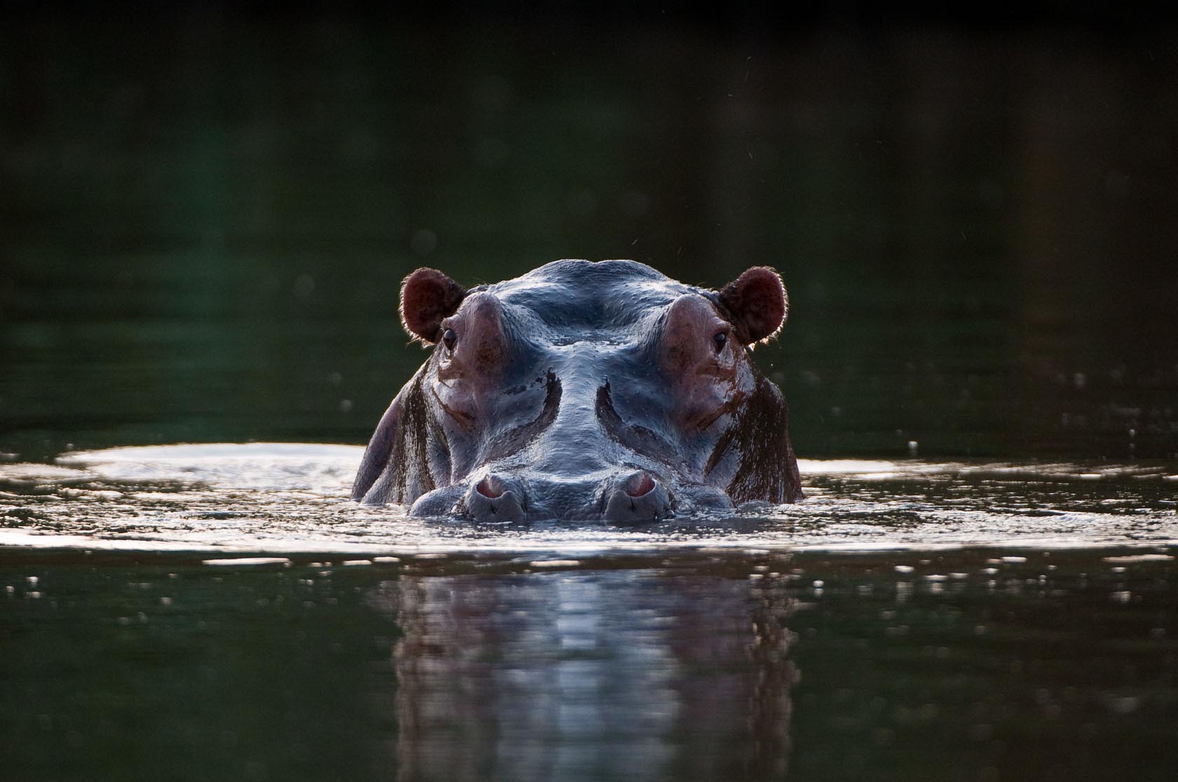 Hippo atChongwe River Camp