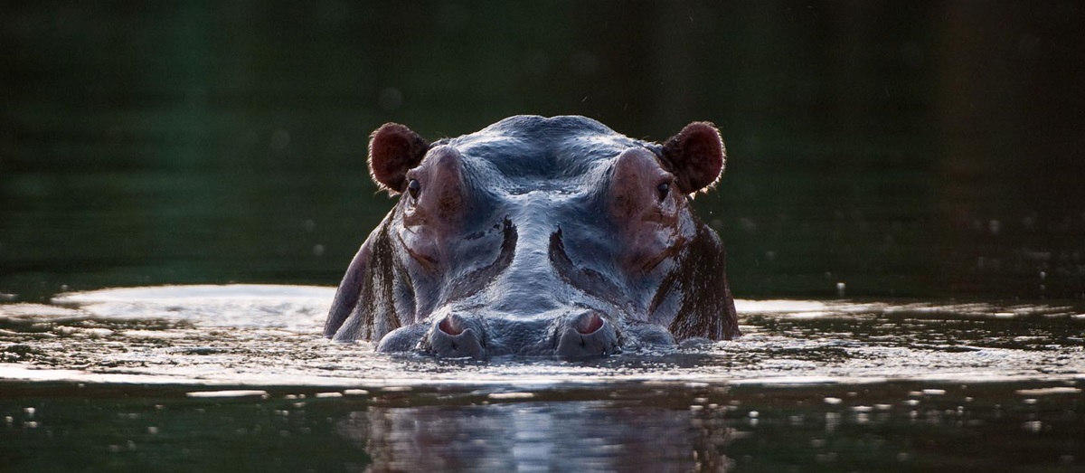 Hippo at Chongwe River Camp