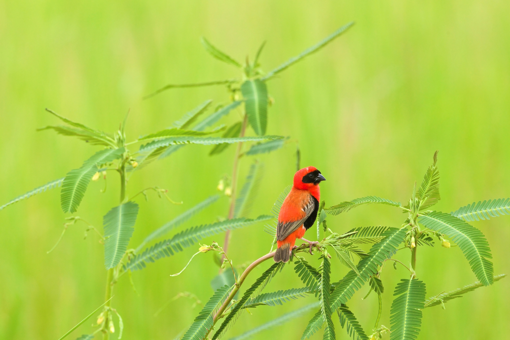 A red bishop in Zambia