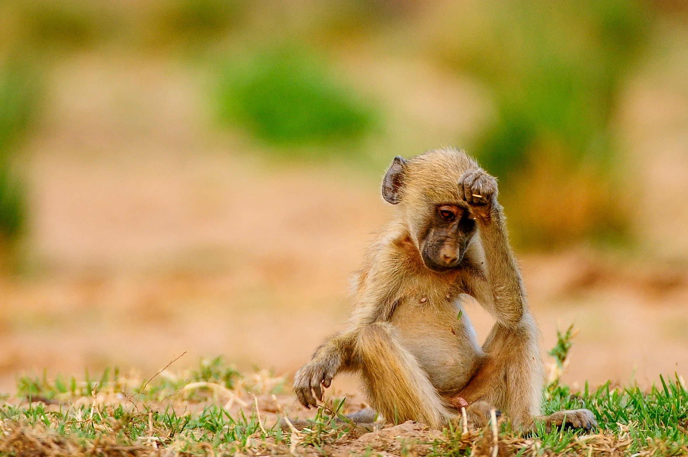 A monkey near the Royal Zambezi Lodge