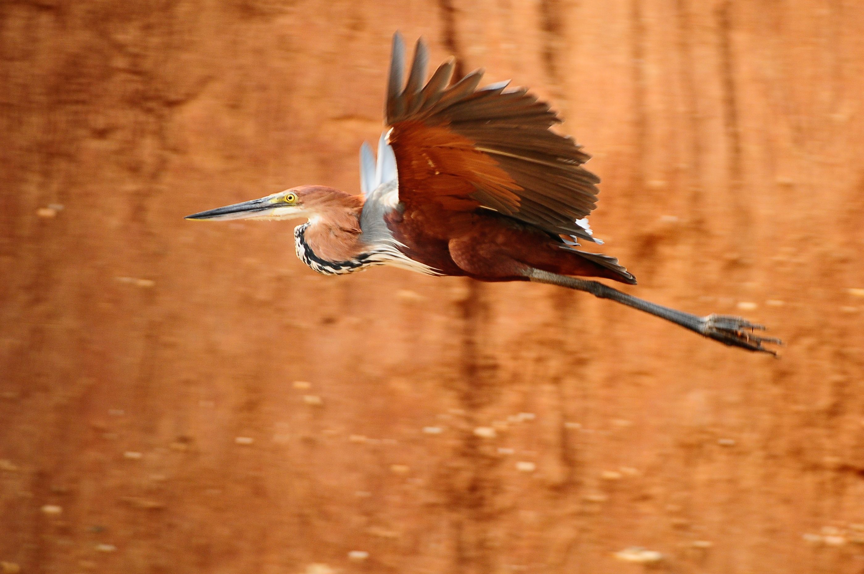 Wildlife near the Royal Zambezi Lodge