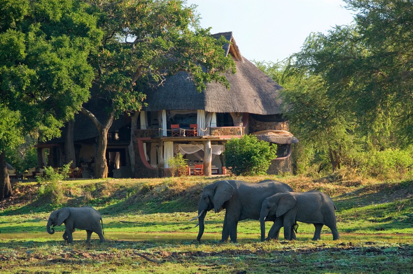 Elephants grazing close to the Luangwa Safari House in Zambia