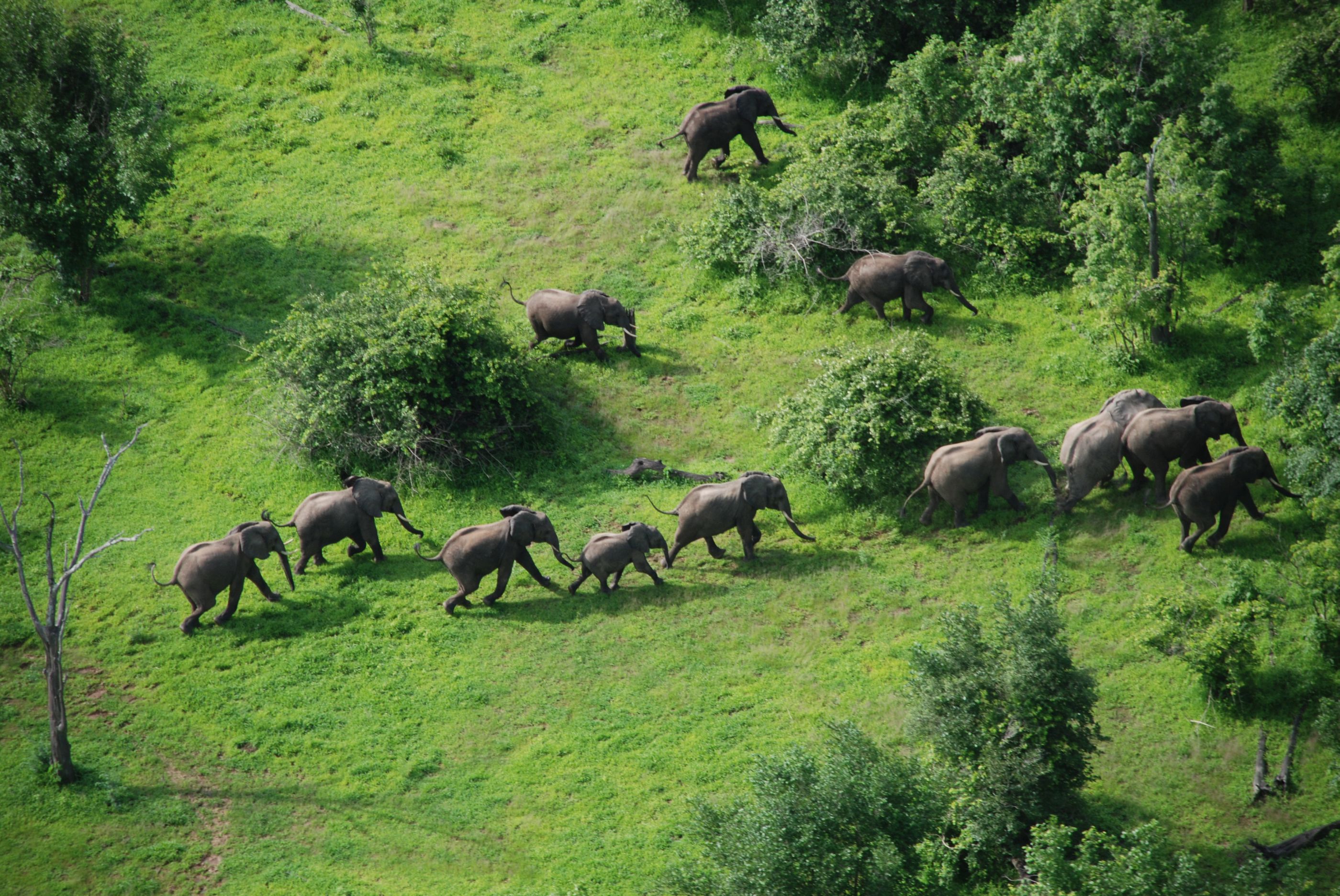 Elephants near Robin Pope Camp