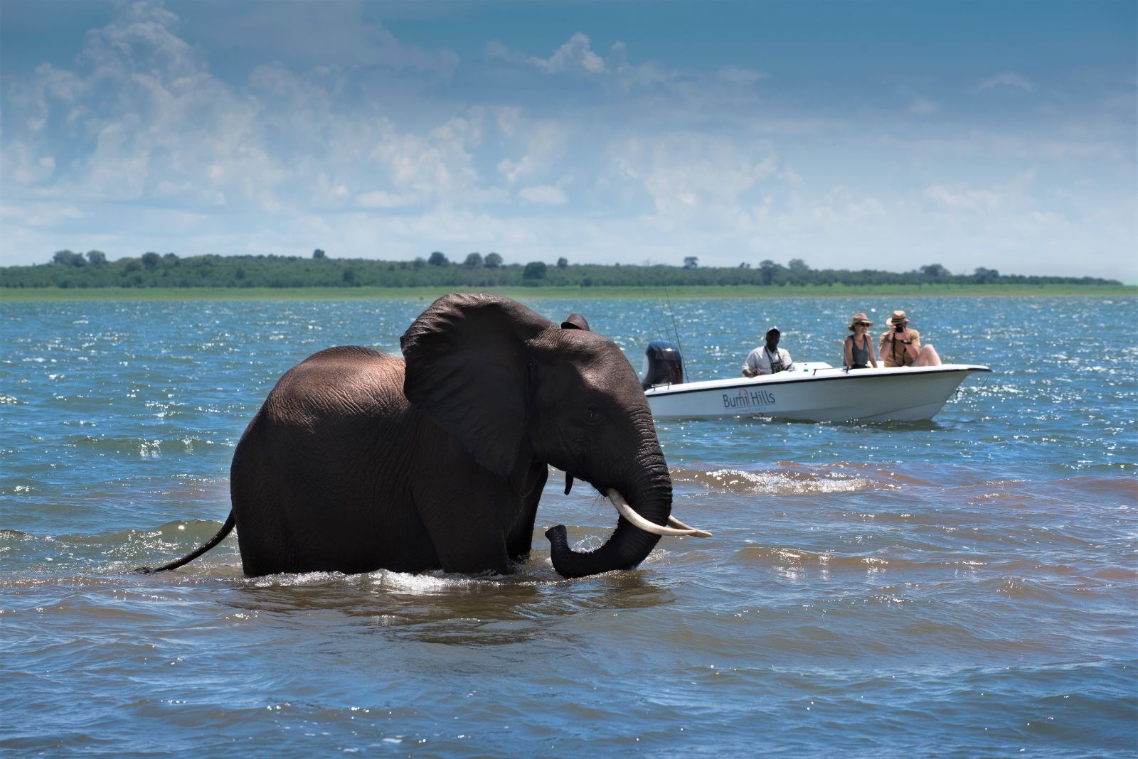 Boating safari on Lake Kariba with elephant at luxury safari lodge Bumi Hills in Zimbabwe