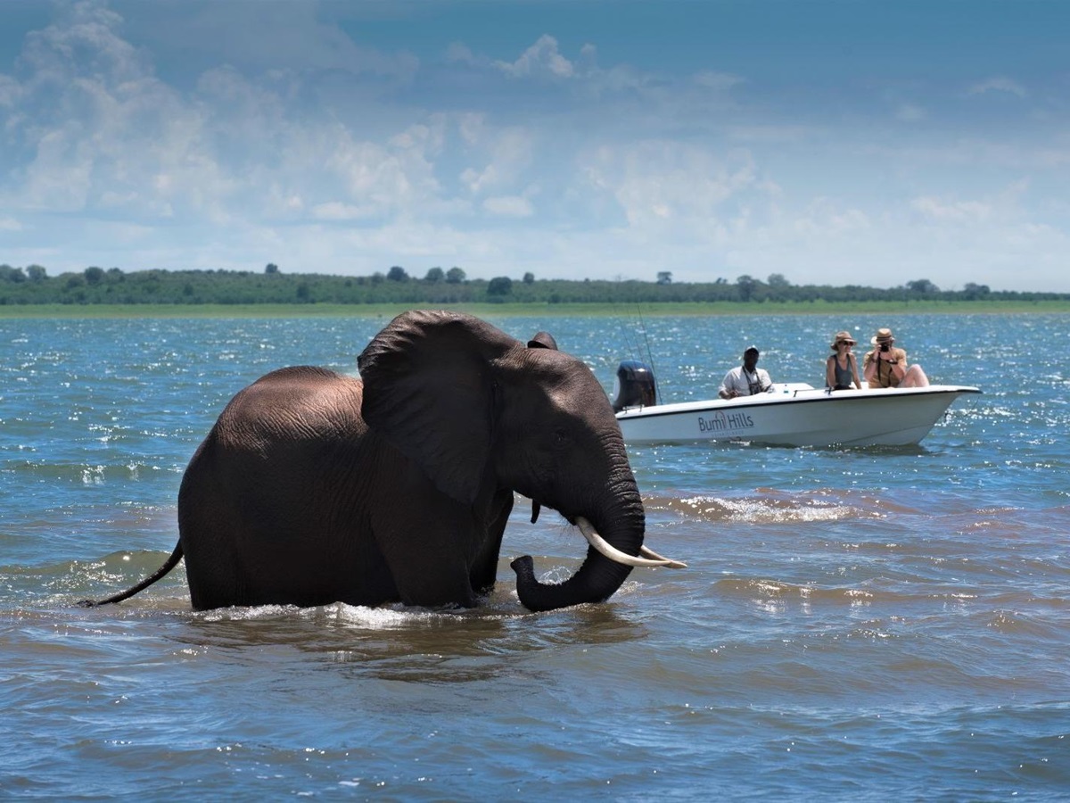 Boating safari on Lake Kariba with elephant at luxury safari lodge Bumi Hills in Zimbabwe
