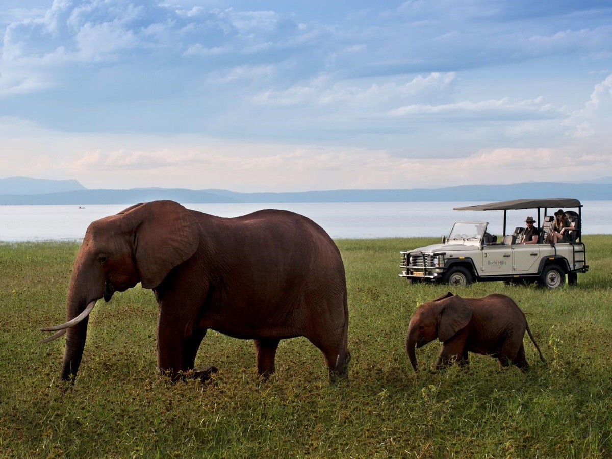 Game drive with elephants at luxury safari lodge Bumi Hills in Zimbabwe