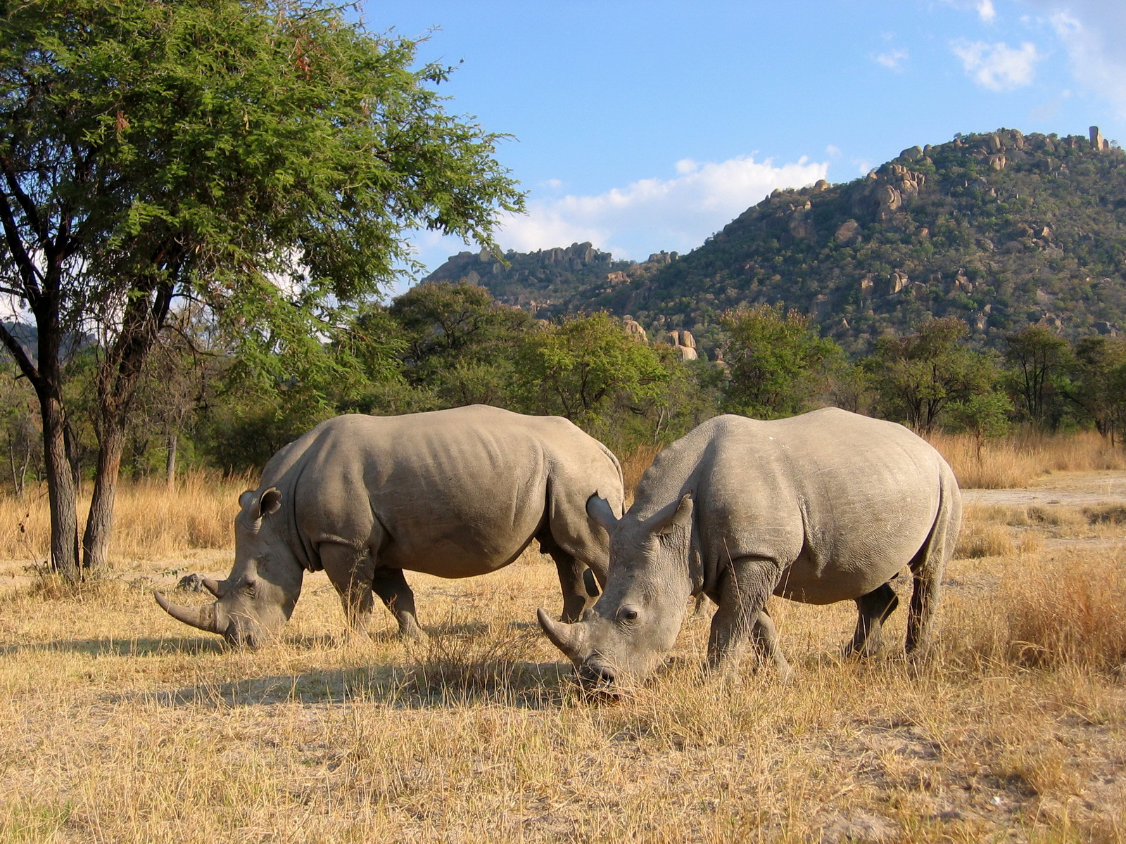 Rhino at Camp Amalinda