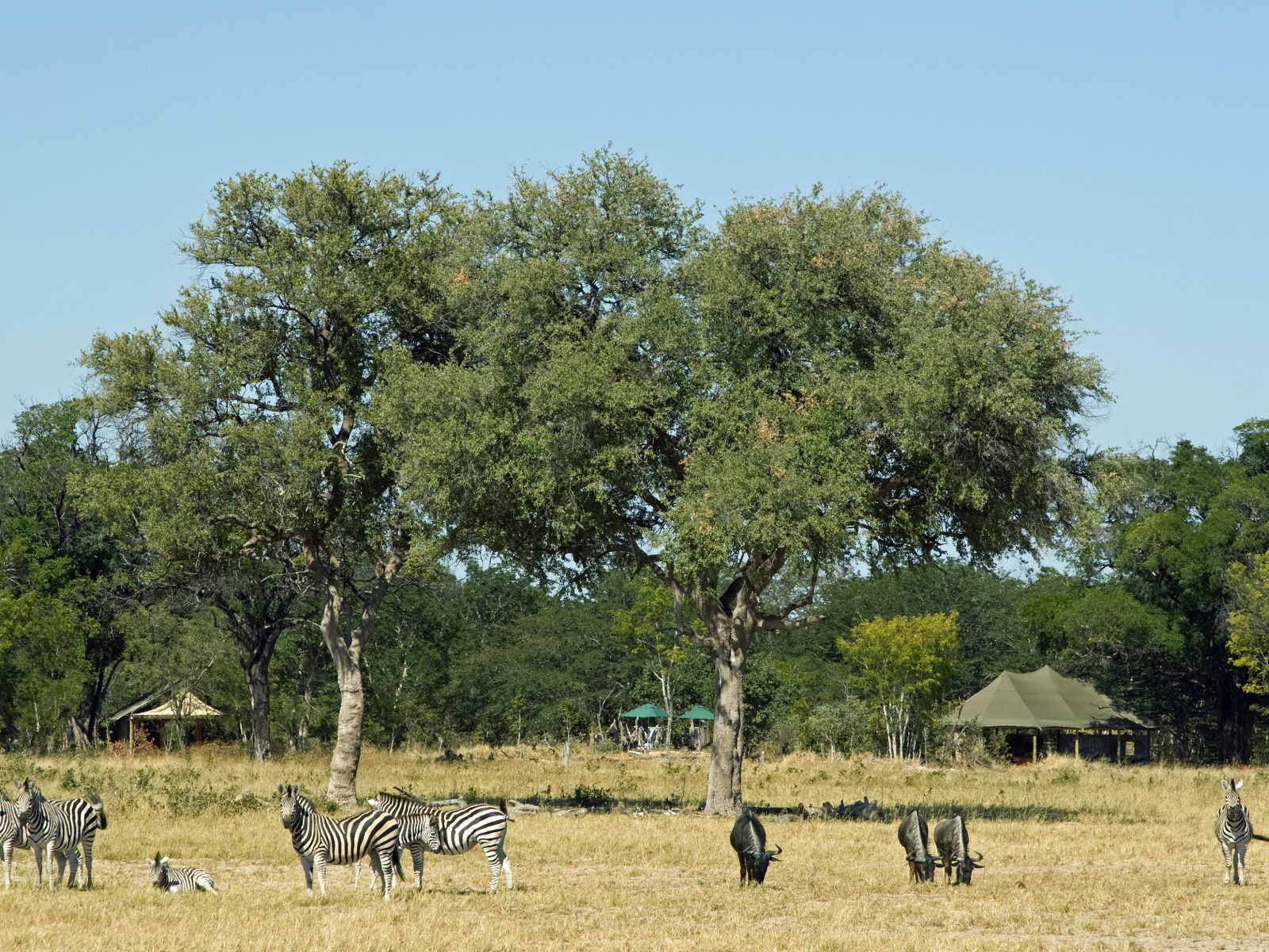 The camp at Little Makalolo 
