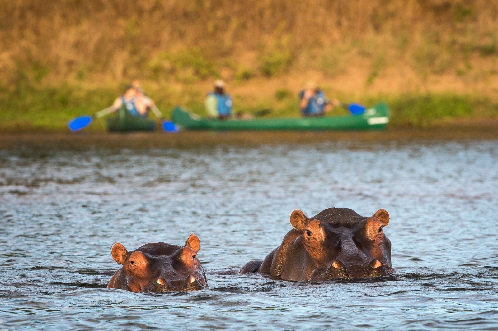 Hippos spotted in boating experience at luxury camp Ruckomechi