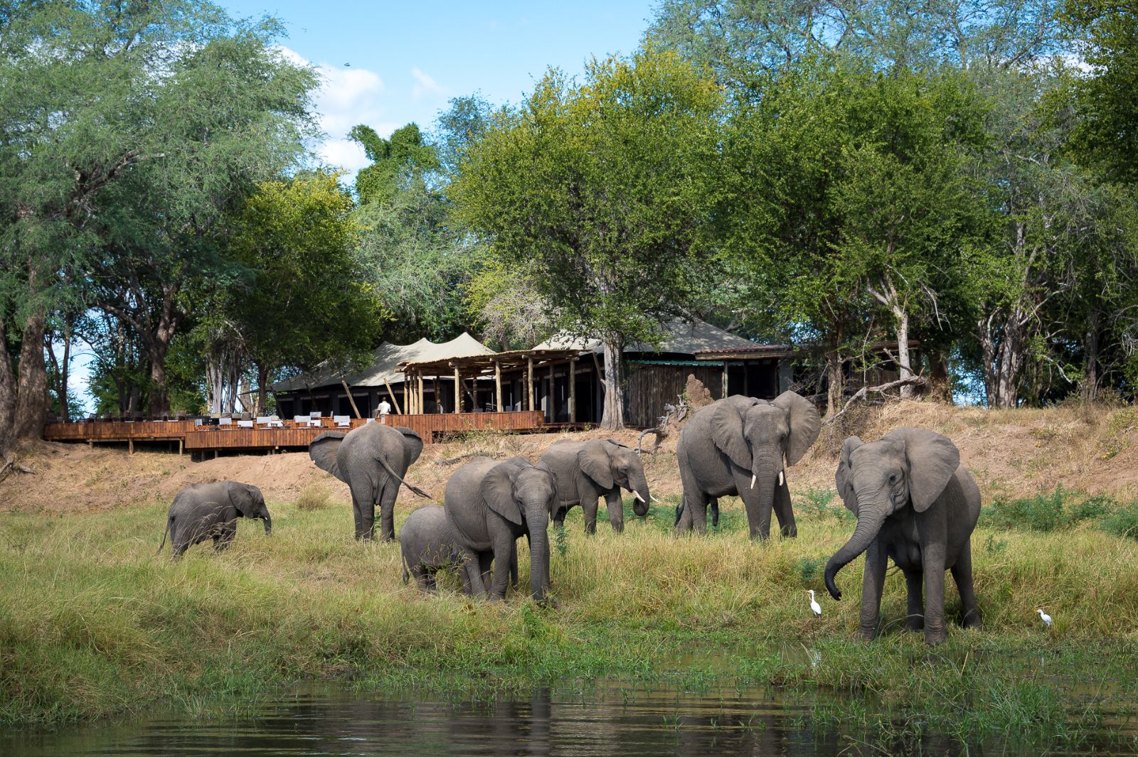 Elephants drinking at lake on safari at luxury camp Ruckomechi