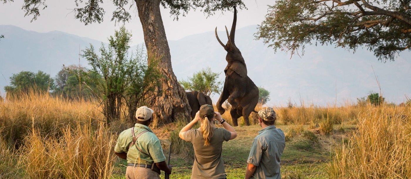 Guests on walking safari watching elephants at luxury camp Ruckomechi