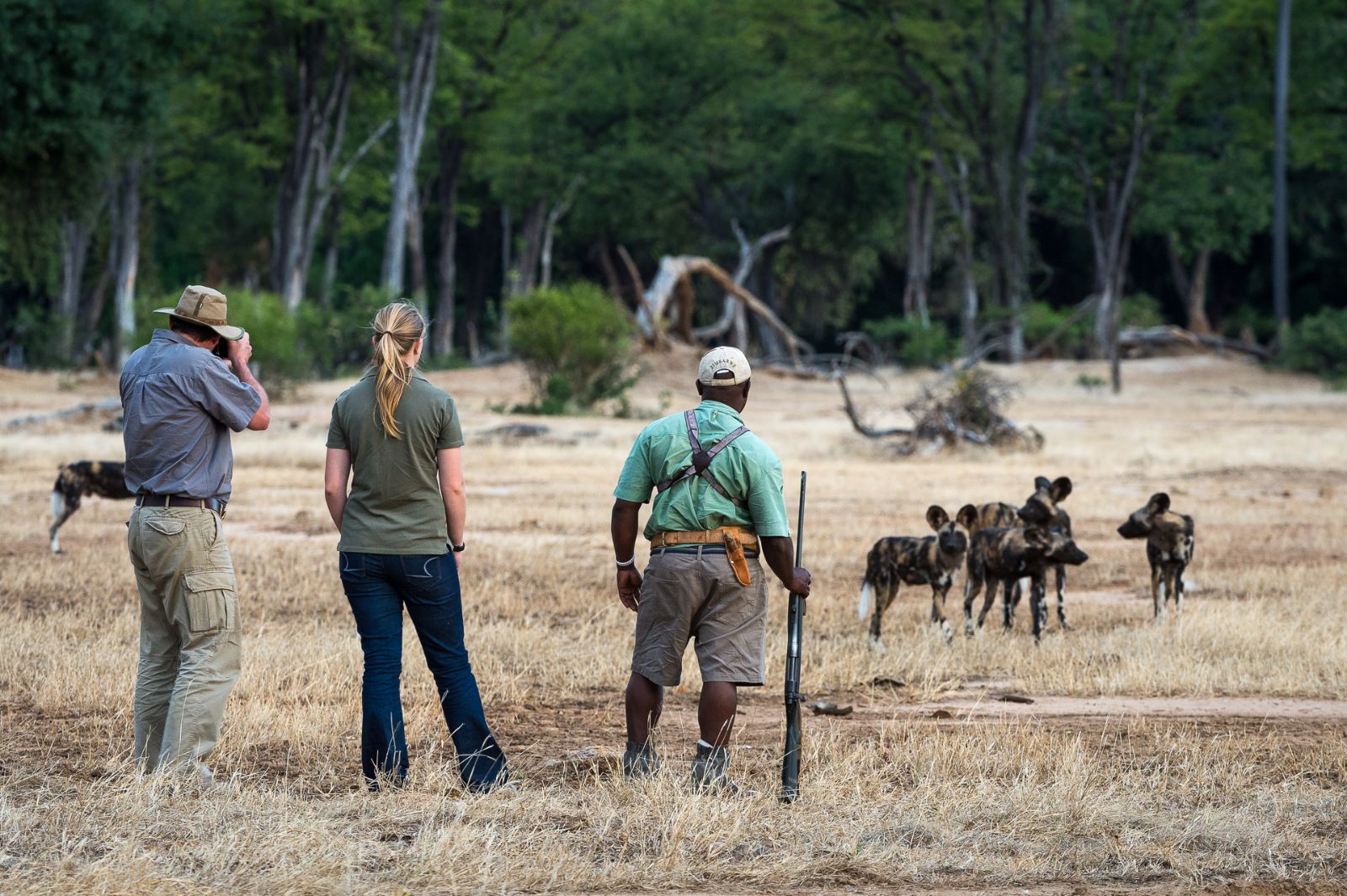 Guests on walking safari watching wild dogs at luxury camp Ruckomechi
