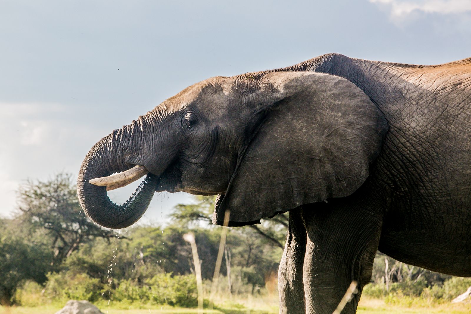Elephant seen near The Hide safari lodge in Zimbabwe
