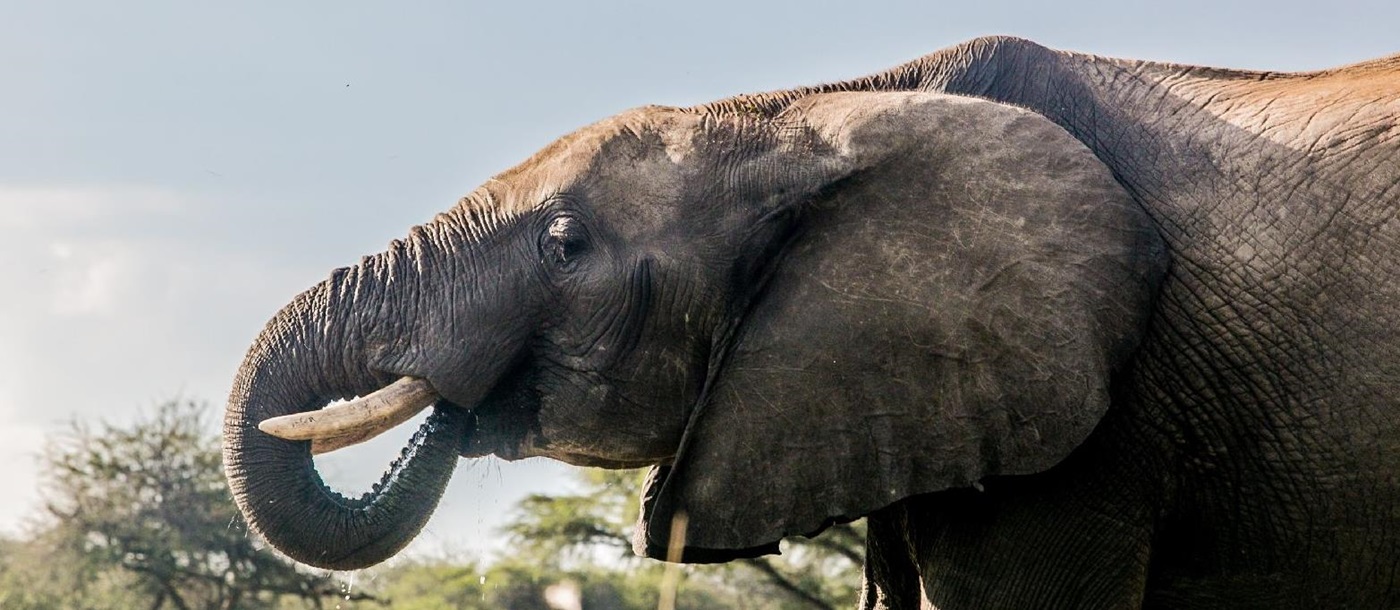 Elephant seen near The Hide safari lodge in Zimbabwe