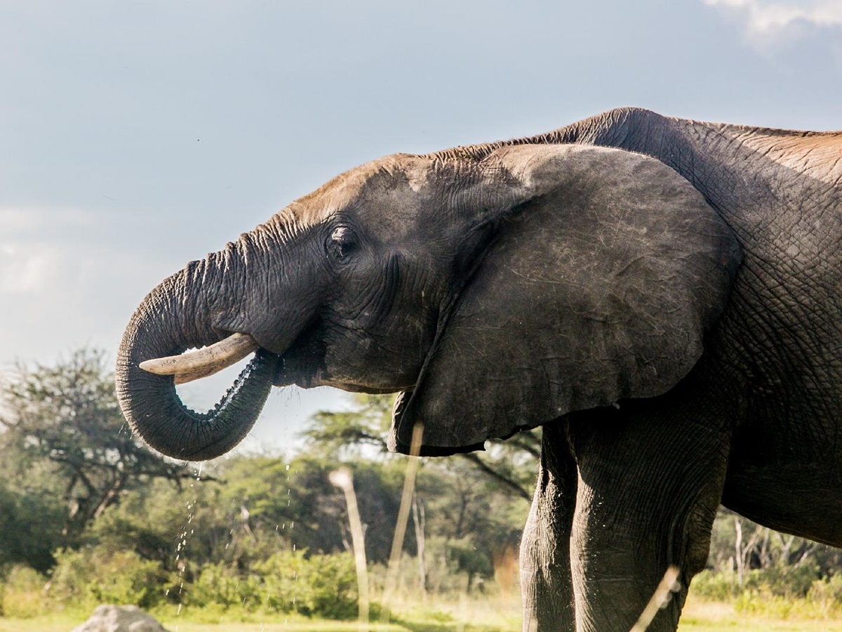 Elephant seen near The Hide safari lodge in Zimbabwe