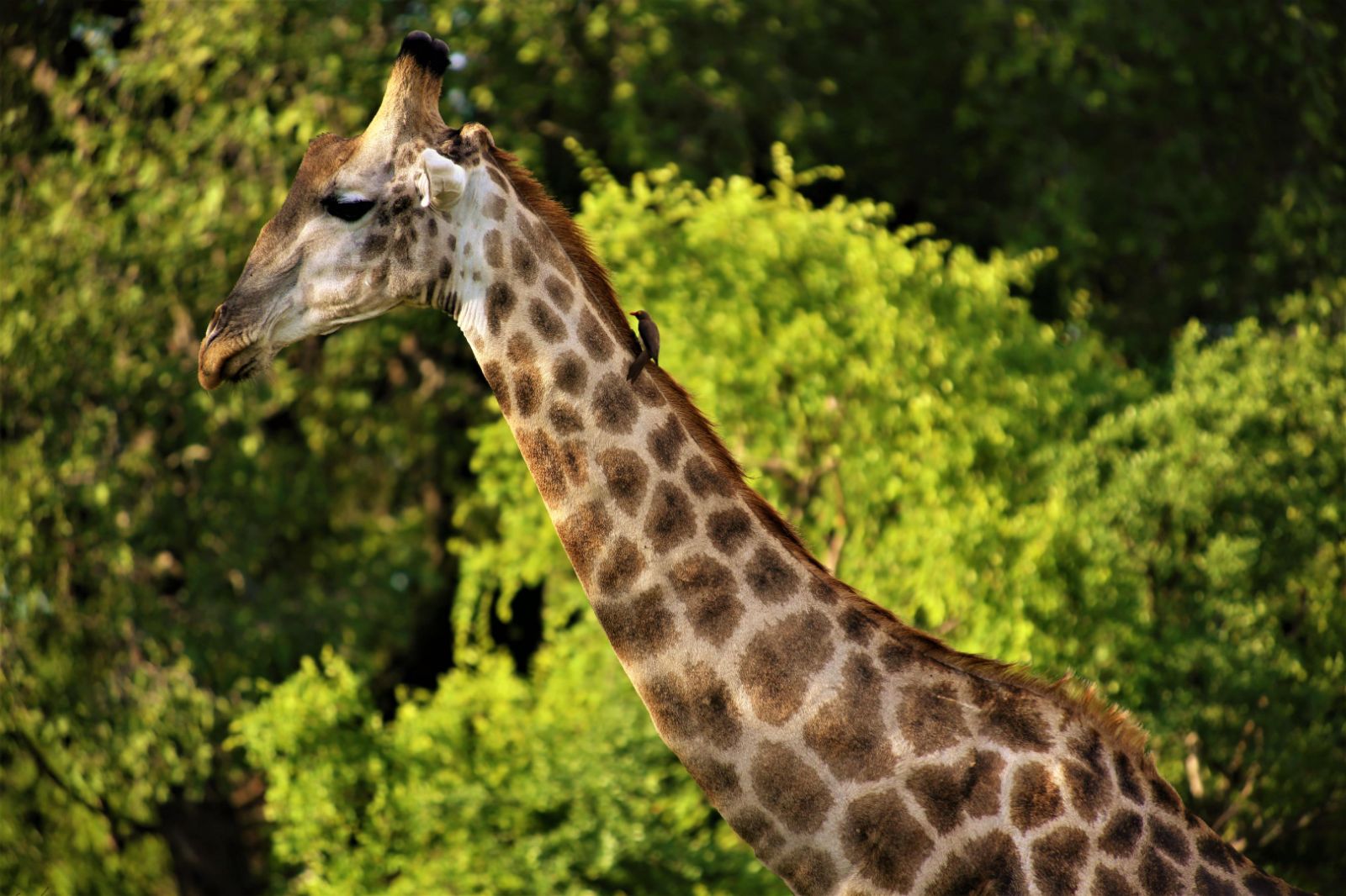 A giraffe spotted on the grounds of Victoria Falls River Lodge in Zambezi National Park in Zimbabwe