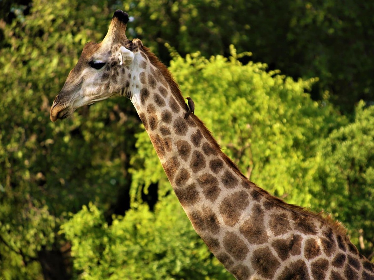 A giraffe spotted on the grounds of Victoria Falls River Lodge in Zambezi National Park in Zimbabwe