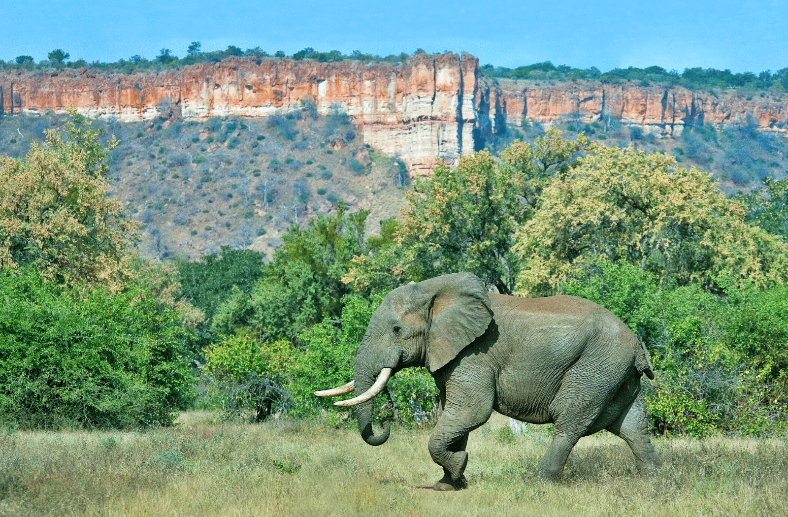 Elephant at Chilo Gorge, Zimbabwe