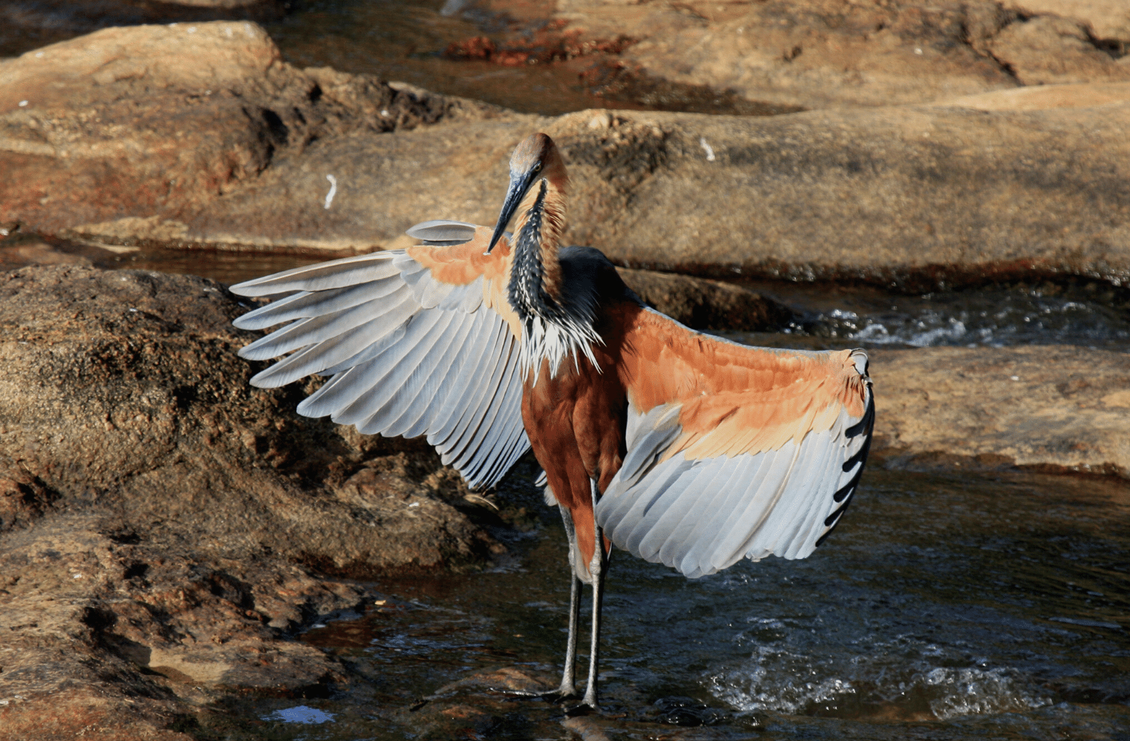 Goliath heron in Zimbabwe