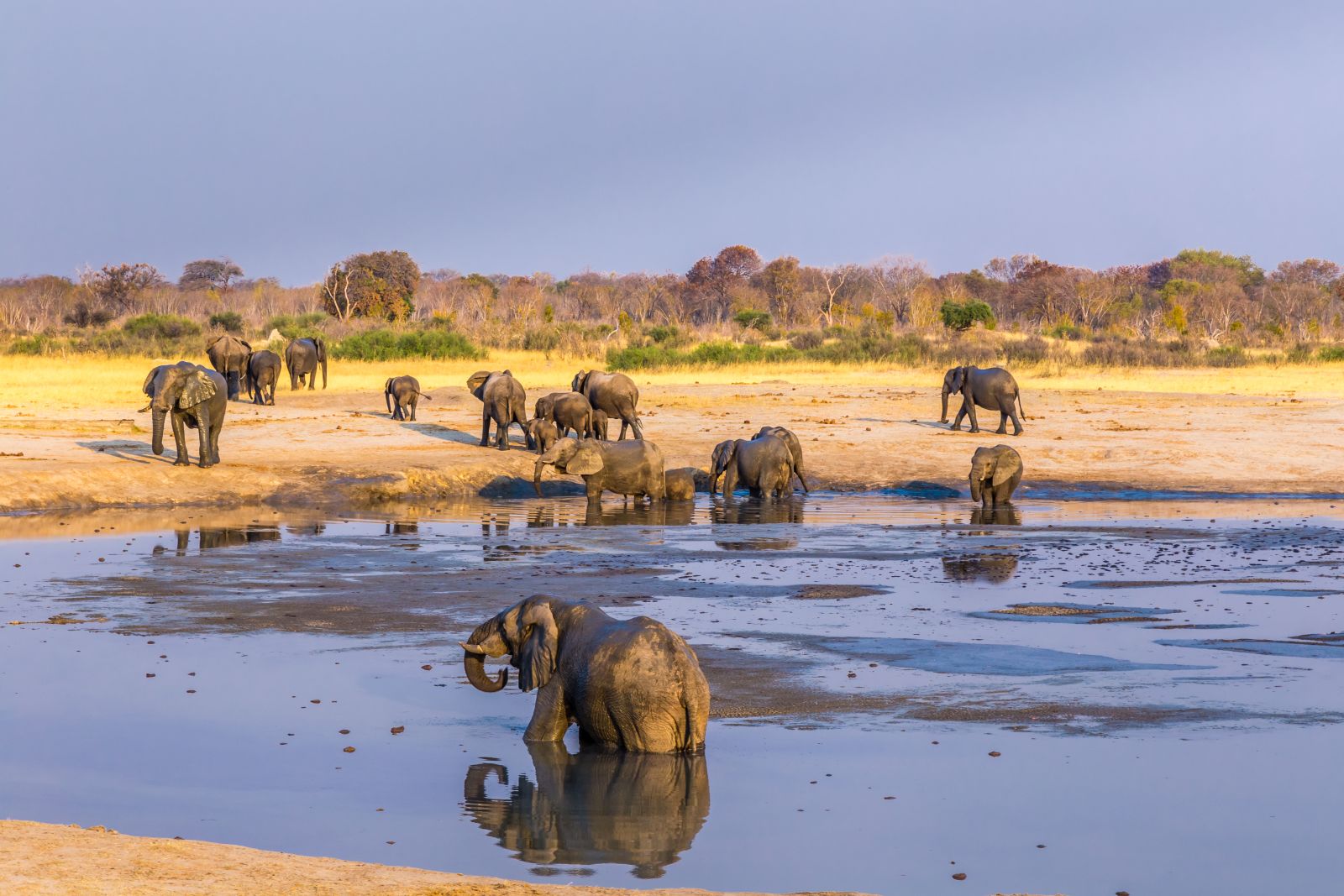 Elephants bathing in Hwange National Park Zimbabwe