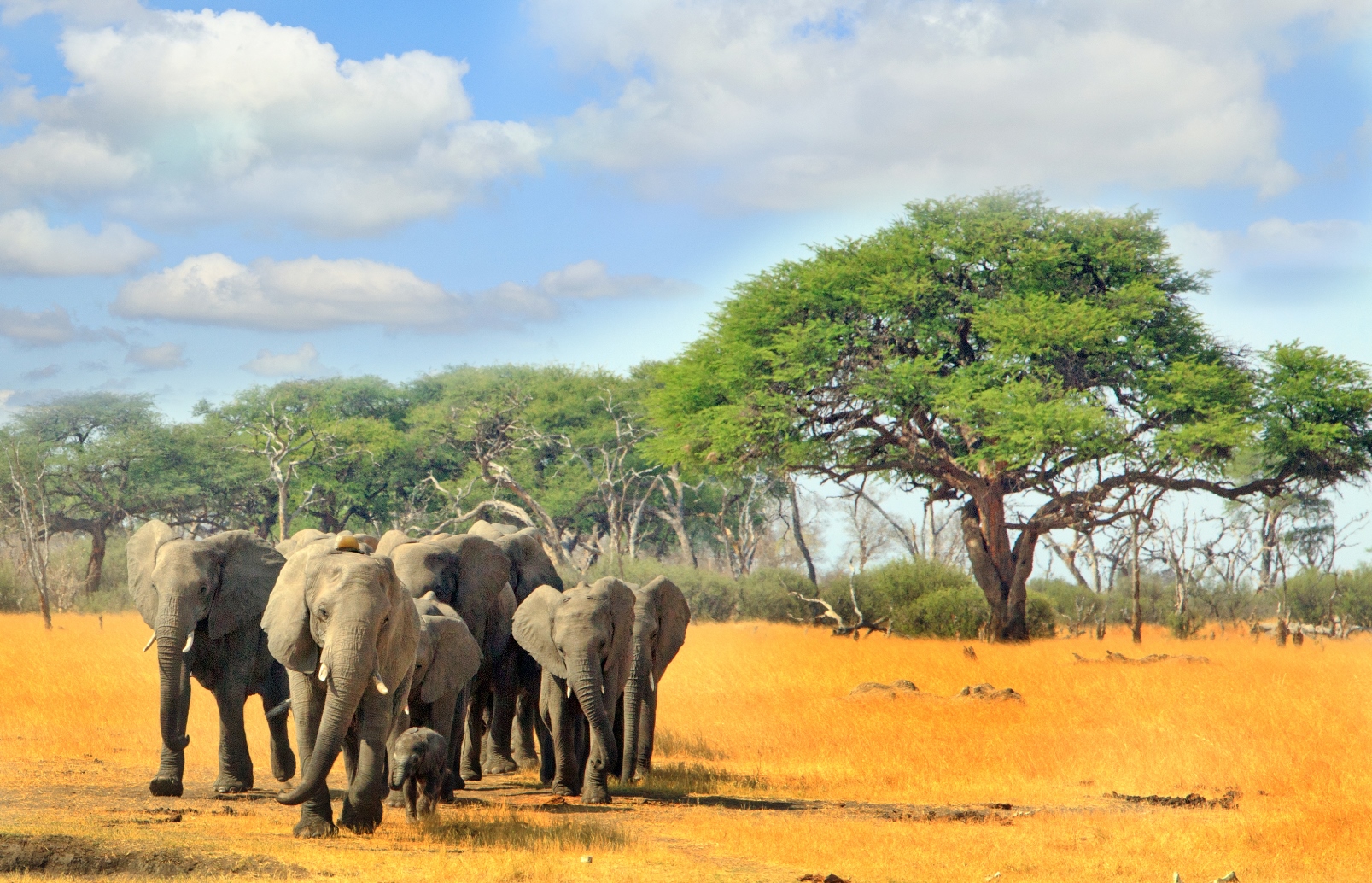 Elephant herd in Zimbabwe