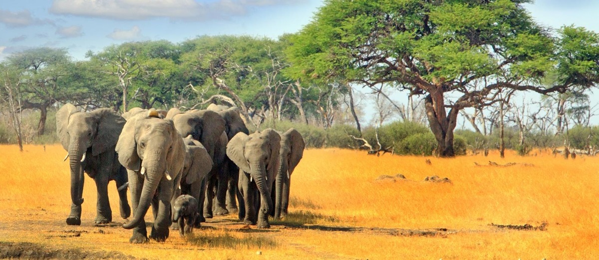 Elephant herd in Zimbabwe