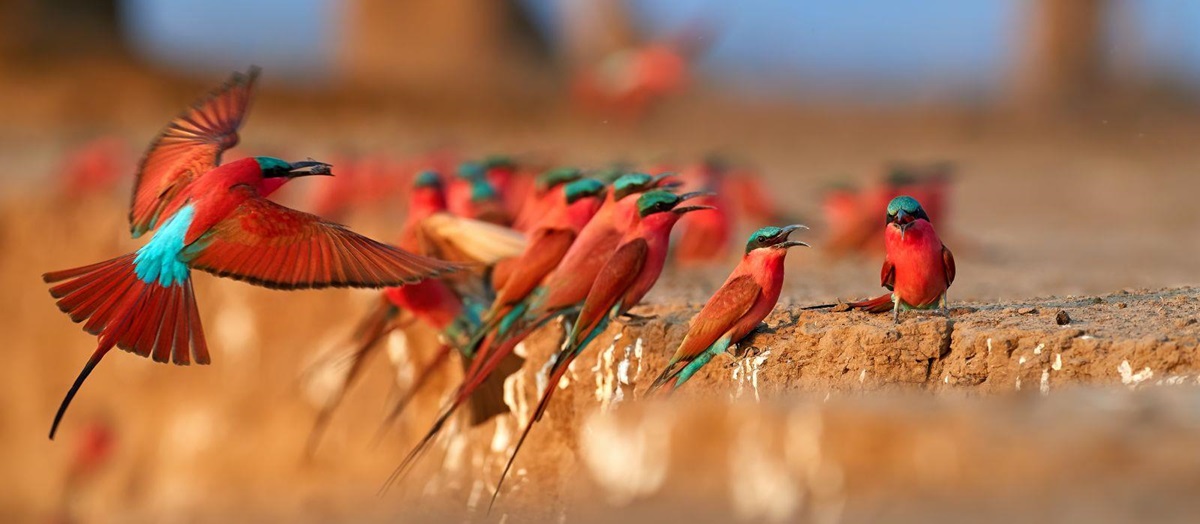 Southern carmine bee-eater birds in Zimbabwe