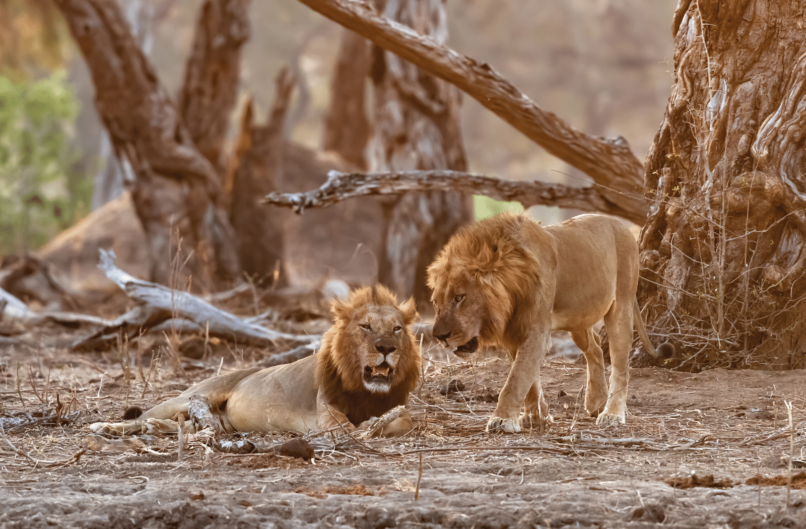 Lions in Mana Pools National Park, Zimbabwe