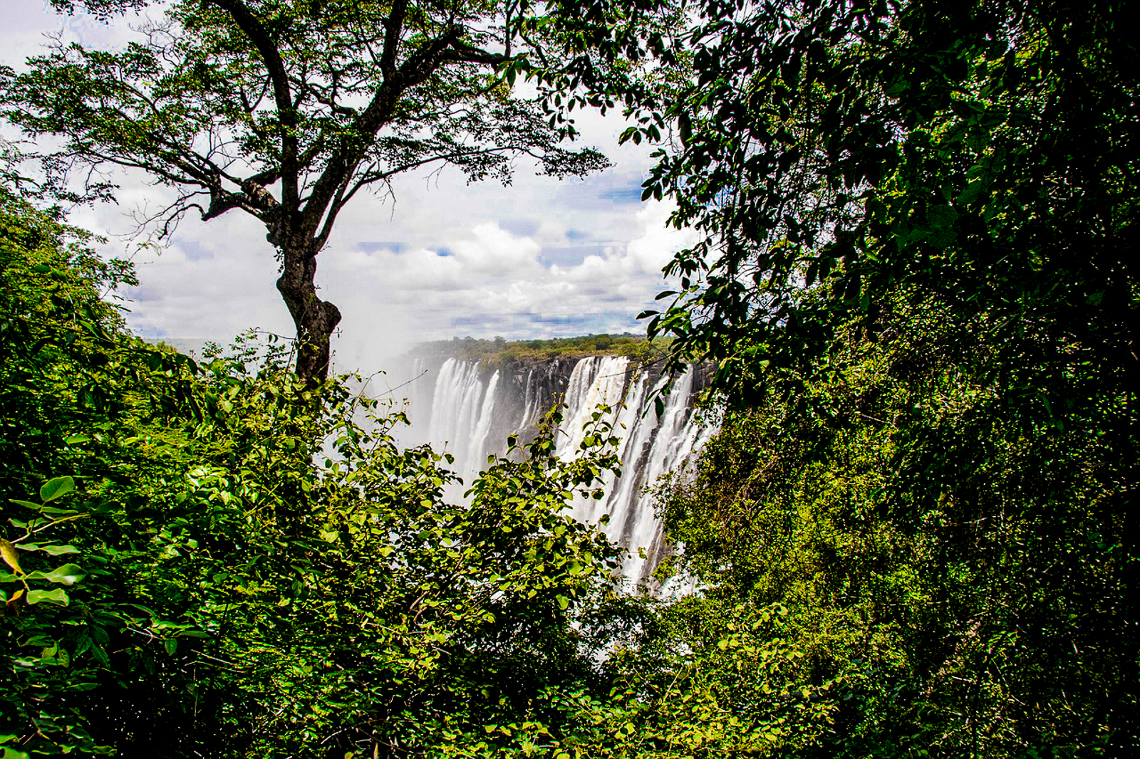 Victoria Falls viewed from the treetops