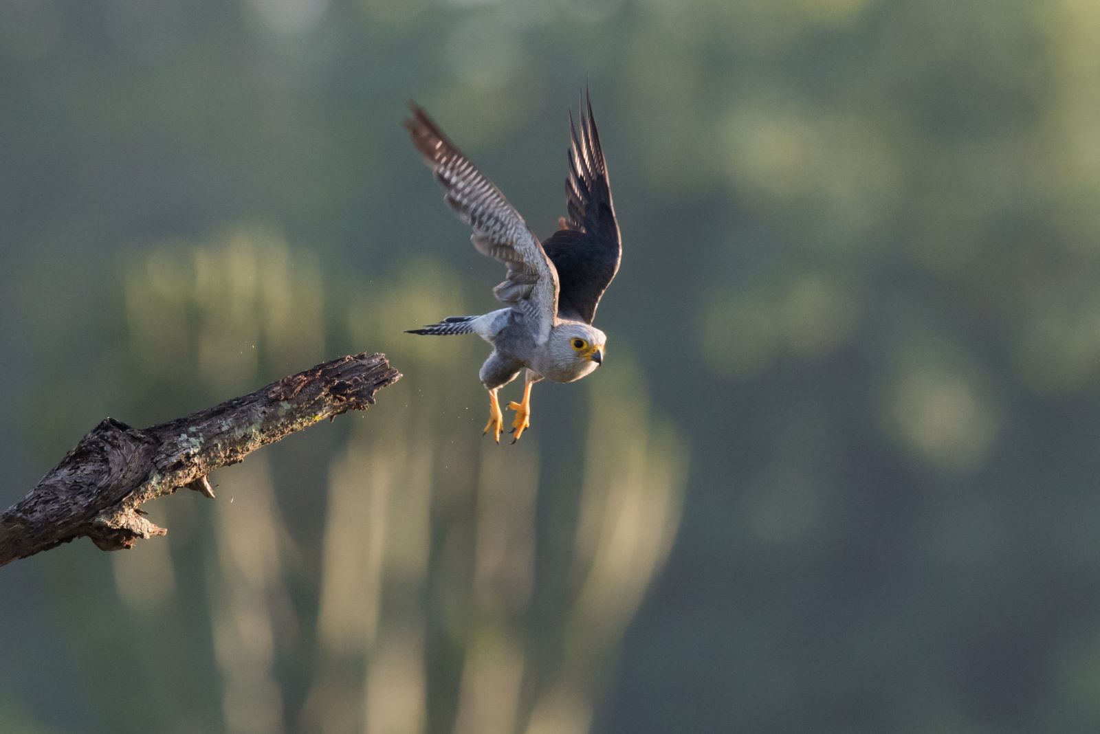 A Dickinson's Kestrel flying over the Victoria Falls